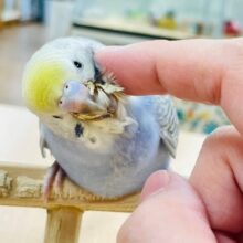 【最新画像・動画更新🪄】カメラ目線はお任せあれ⭐︎⭐︎セキセイインコ（パステルレインボー）ヒナ