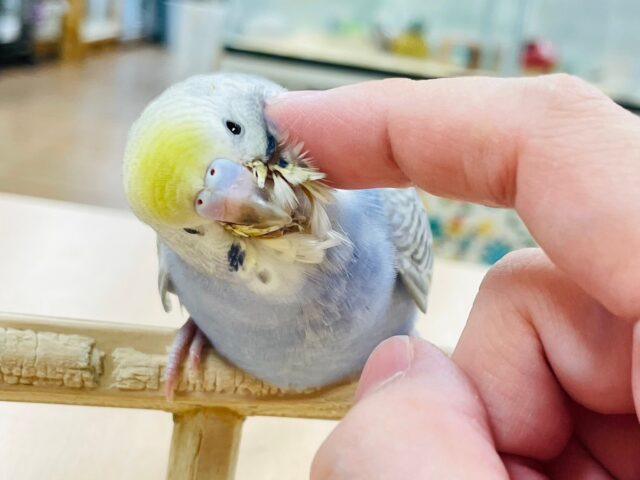 【最新画像・動画更新🪄】カメラ目線はお任せあれ⭐︎⭐︎セキセイインコ（パステルレインボー）ヒナ