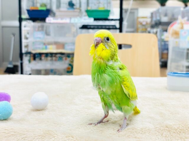 セキセイインコ