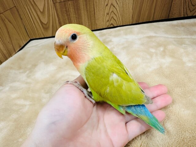 コザクラインコ（小桜インコ）