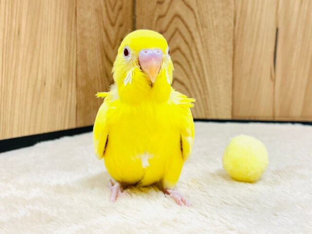 姿勢正しく背筋ピン💛！セキセイインコ（ルチノー）ヒナ