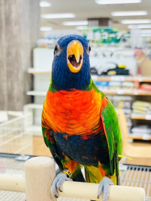 ゴシキセイガイインコ