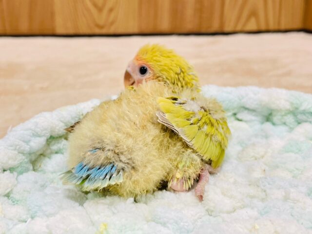 コザクラインコ（小桜インコ）