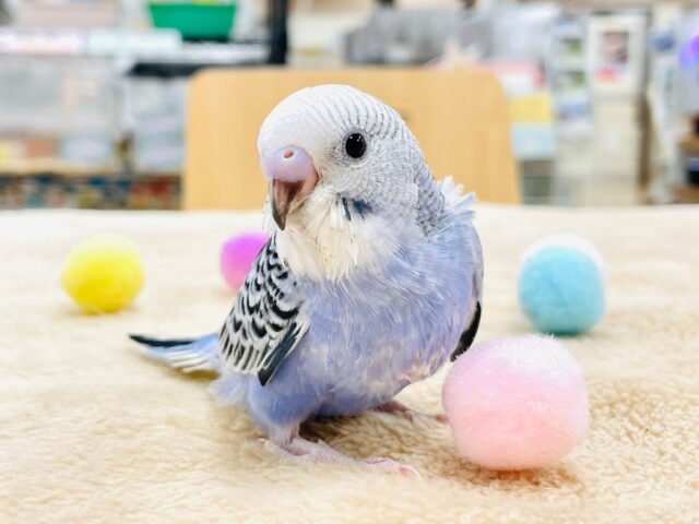 【最新画像更新🪄】手のひらに吸い付く甘えんぼっ💓セキセイインコ（オパーリン）ヒナ