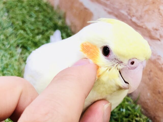 オカメインコ