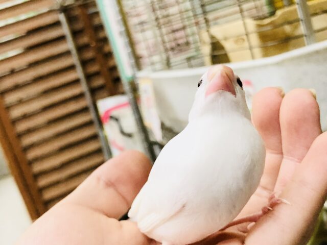 白文鳥