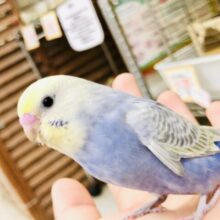 【最新画像更新☆☆】ナイスカラーですね！！　セキセイインコ