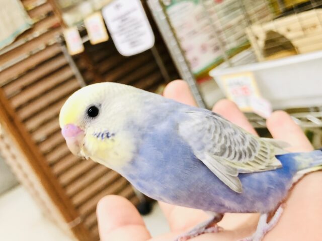 【最新画像更新☆☆】ナイスカラーですね！！　セキセイインコ