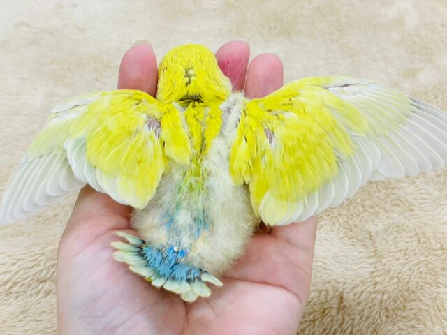 コザクラインコ（小桜インコ）