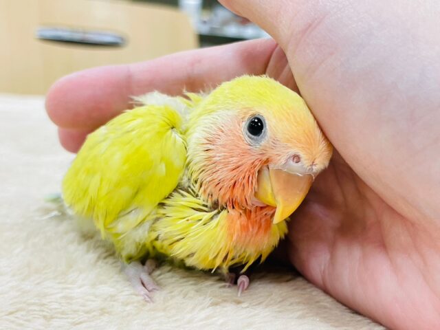 コザクラインコ（小桜インコ）