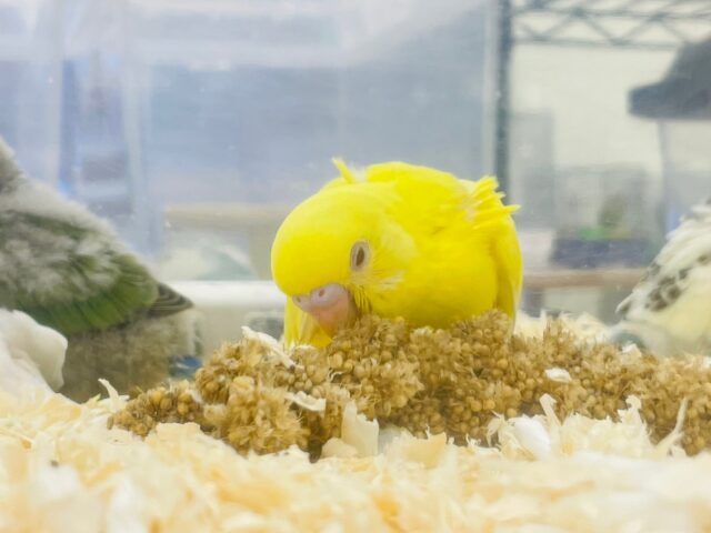 セキセイインコ