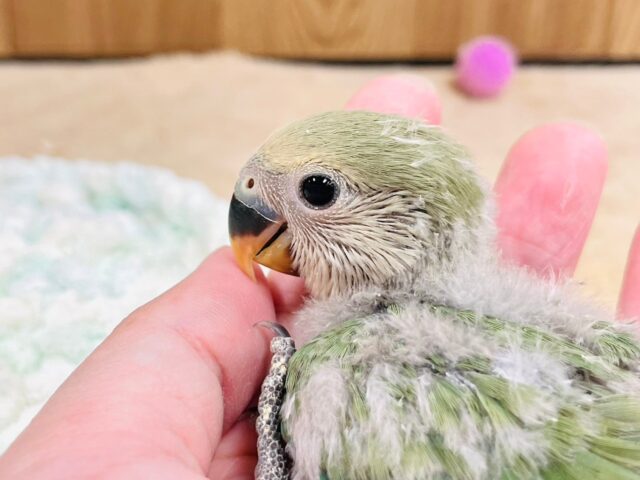 コザクラインコ（小桜インコ）