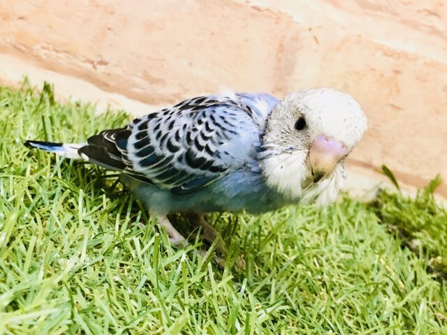 まさに王道！！　セキセイインコ