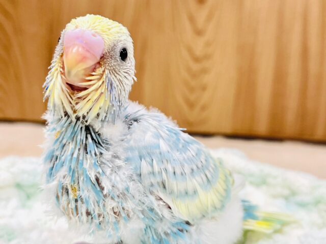 美しく輝いてるみたい🌟セキセイインコ（パステルレインボースパングル）ヒナ