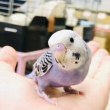 【最新画像更新☆☆】人気のバイオレットカラー！！　セキセイインコ