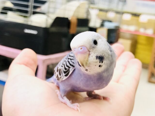 【最新画像更新☆☆】人気のバイオレットカラー！！　セキセイインコ