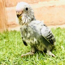 シックなイケ鳥・・・　セキセイインコ