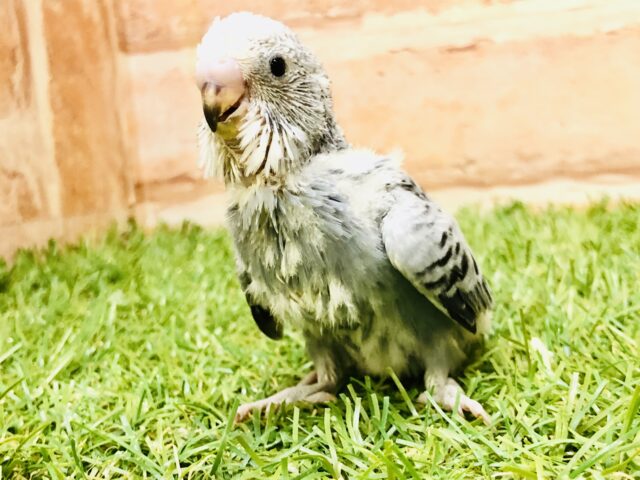 シックなイケ鳥・・・　セキセイインコ