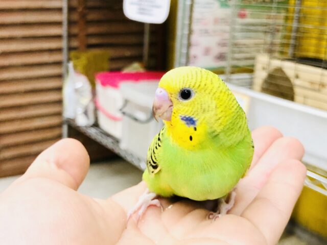 セキセイインコ