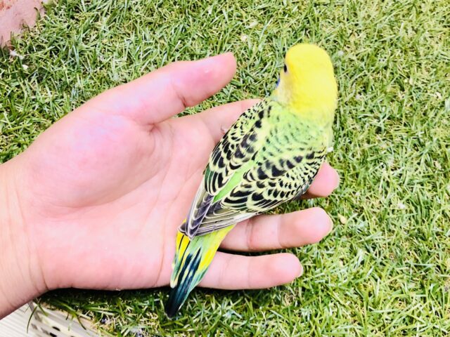 セキセイインコ