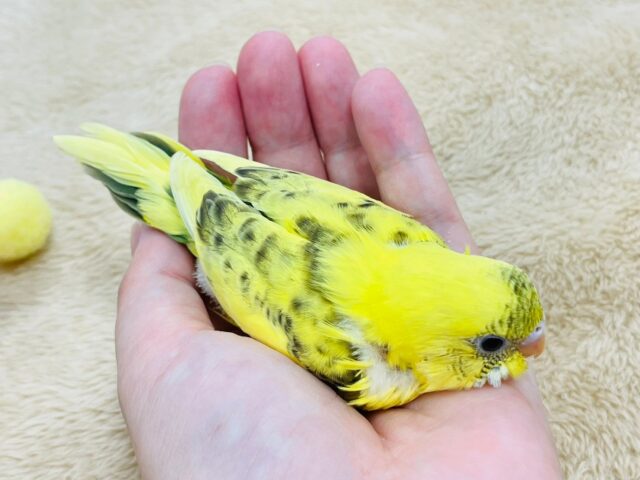 セキセイインコ