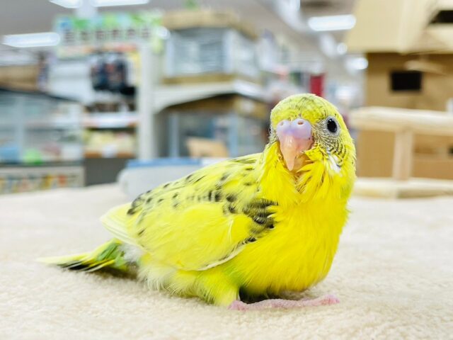 セキセイインコ