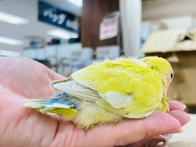 コザクラインコ（小桜インコ）