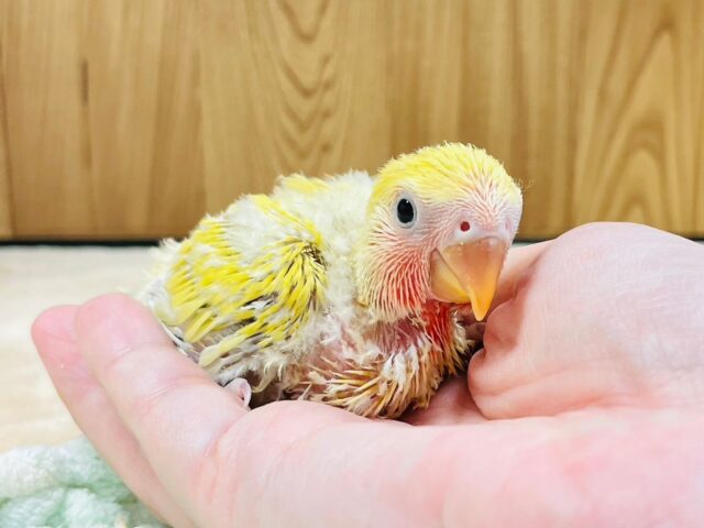 コザクラインコ（小桜インコ）