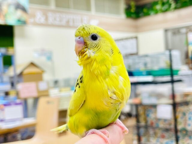 セキセイインコ