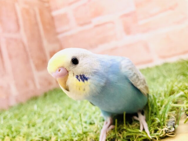 カラフルな魅力たっぷり💗　セキセイインコ