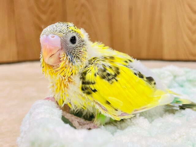 セキセイインコ