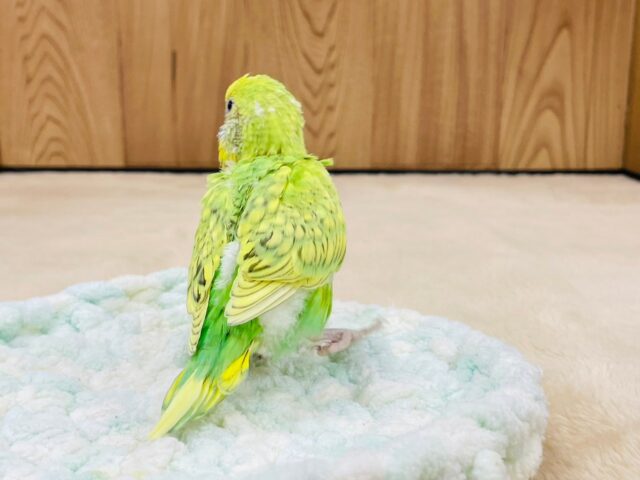 セキセイインコ