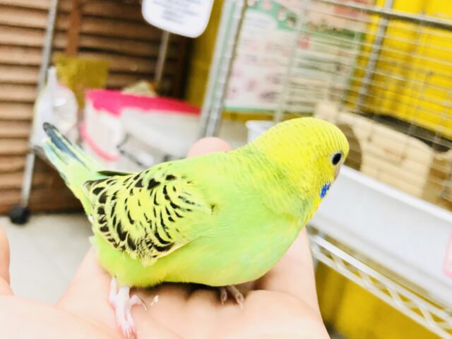 セキセイインコ