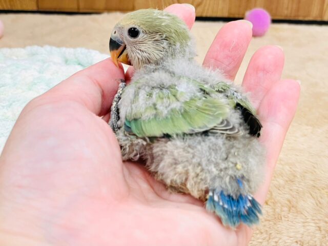 コザクラインコ（小桜インコ）