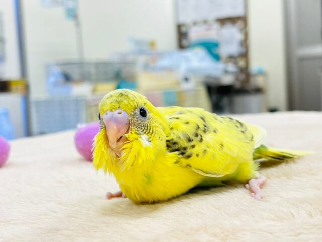 セキセイインコ