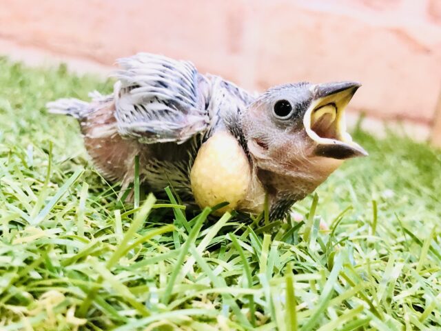 銀ピカカラーがやってきた♪♪　シルバー文鳥