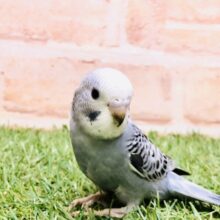 落ち着いたカラー性格も落ち着いてる？？　セキセイインコ