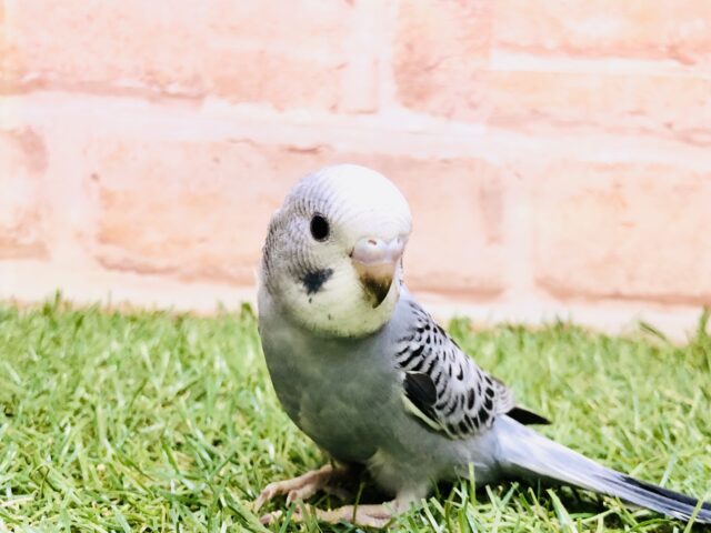 落ち着いたカラー性格も落ち着いてる？？　セキセイインコ