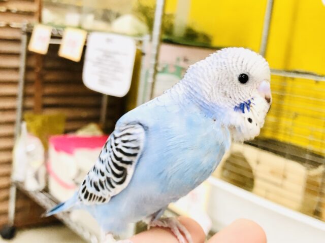 【最新画像更新☆☆】やっぱこのカラーですね♪　セキセイインコ