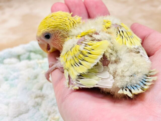 コザクラインコ（小桜インコ）