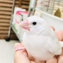 【最新画像更新☆☆】美しきホワイトカラー！！　白文鳥