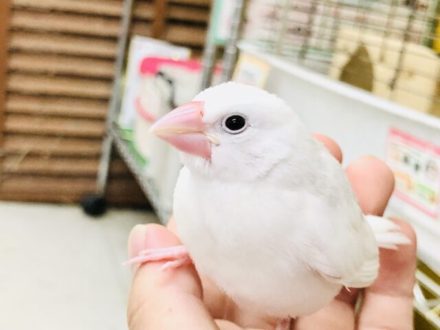 【最新画像更新☆☆】美しきホワイトカラー！！　白文鳥