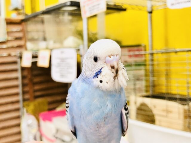 セキセイインコ