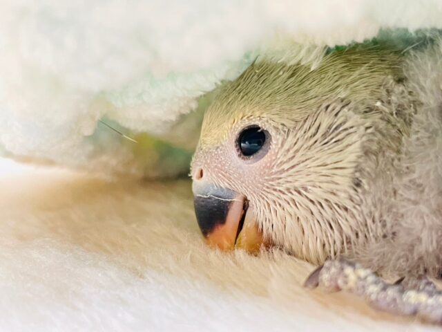 コザクラインコ（小桜インコ）