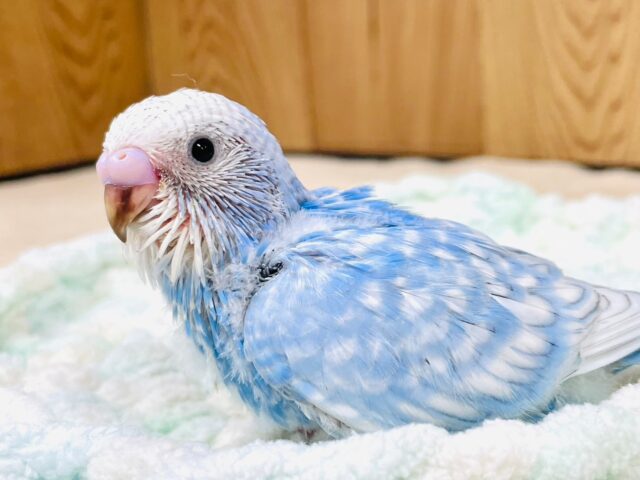 涼しげなカラーにメロメロ♡♡セキセイインコ（スパングル）ヒナ