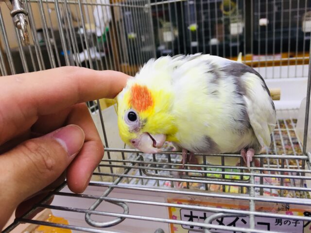 オカメインコ