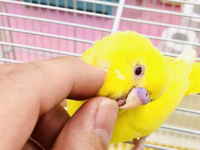 セキセイインコ