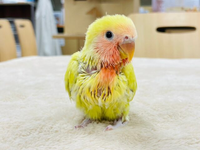 コザクラインコ（小桜インコ）