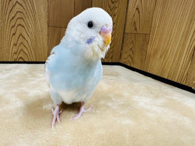 【最新画像更新🪄】優しげな雰囲気が可愛すぎる〜♡♡セキセイインコ（シナモンパイド）ヒナ