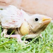 白さ際立つ・・・スノーホワイトカラー　白文鳥